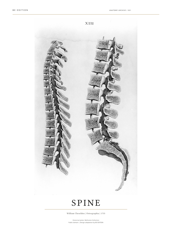 SPINE 1733 — Anatomy Archive Digital Poster · PDF