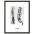 BE EDITION SPINE 1733, siyah çerçevede 30 × 40 cm tarihî omurga sanat baskısı